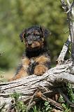 AIREDALE TERRIER 239